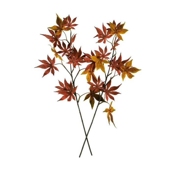 Sada podzimní větev Javor