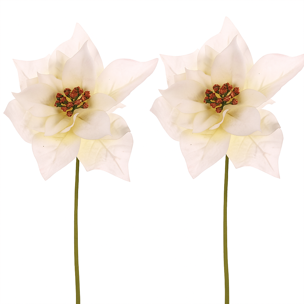 Sada vánoční růže květ na stonku